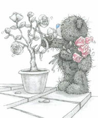  tatty teddy